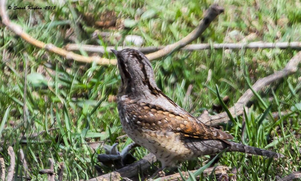 Eurasian Wryneck