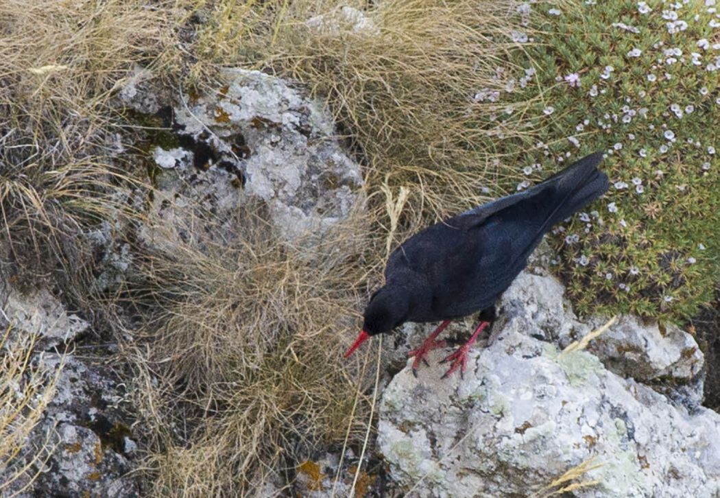 Red-billed Chough