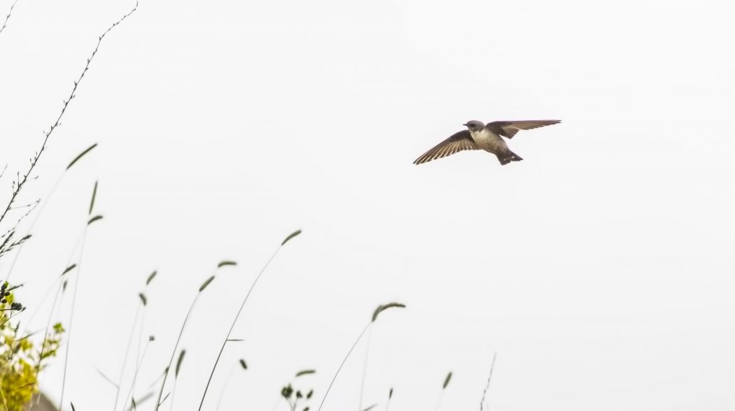 Eurasian Crag Martin