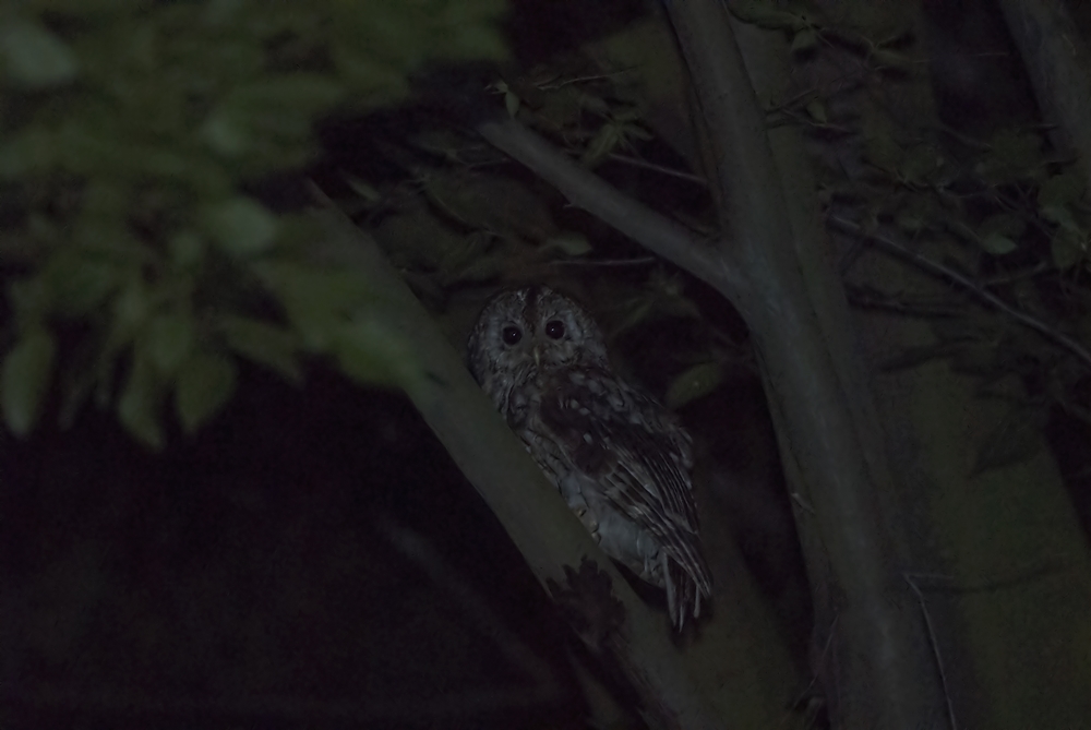 Tawny Owl