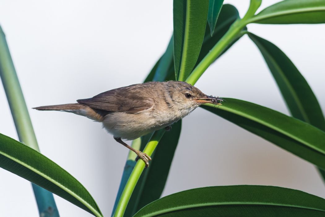Eastern Olivaceous Warbler