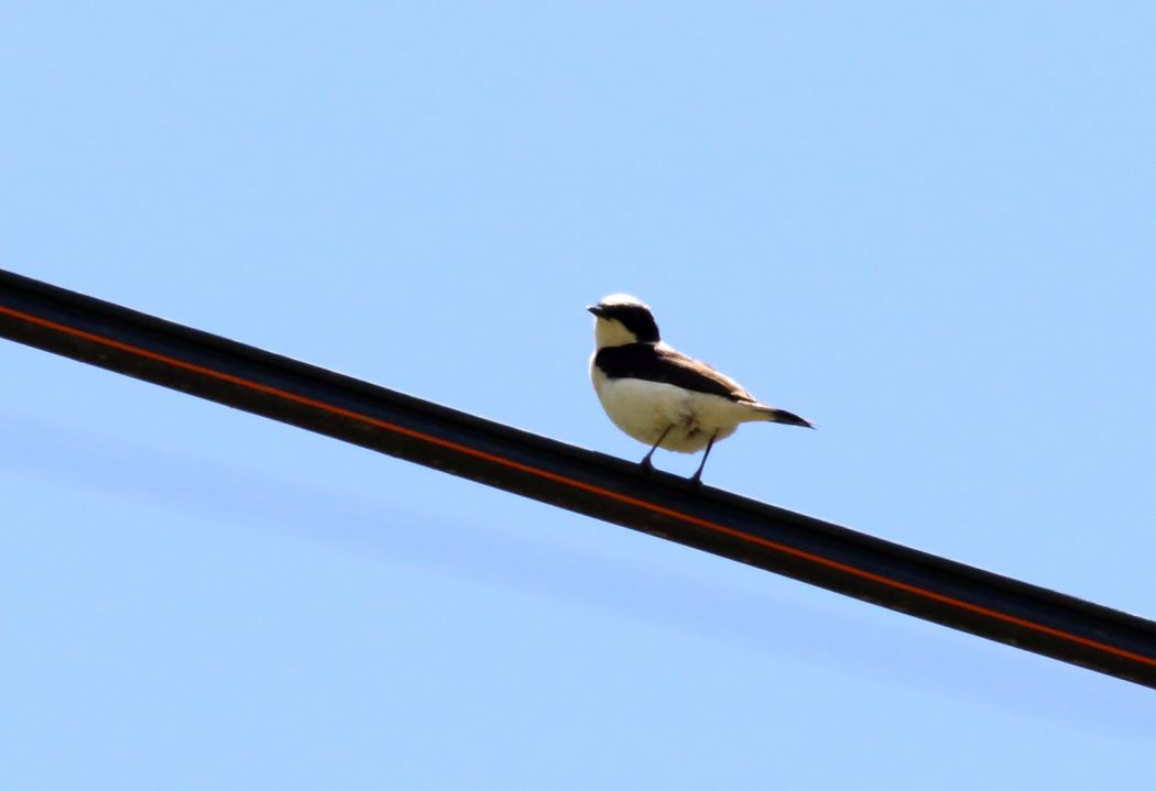 Black-eared Wheatear