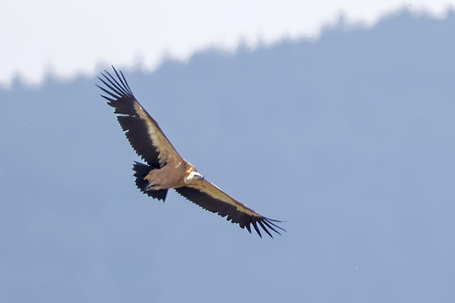 Griffon Vulture