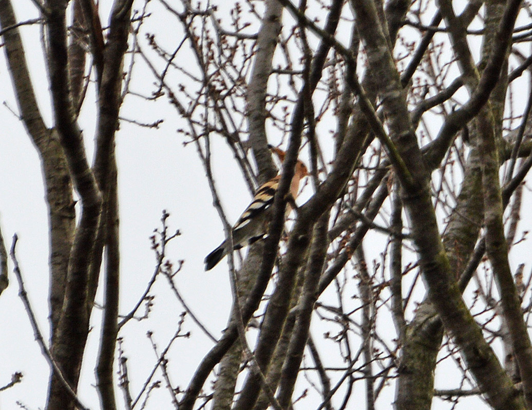 Common Hoopoe