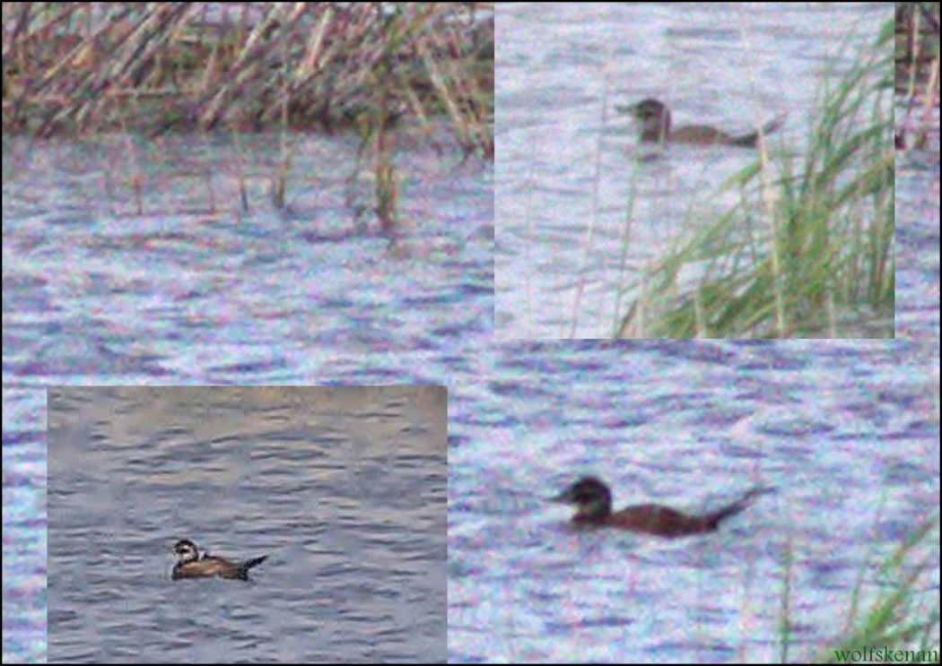White-headed Duck
