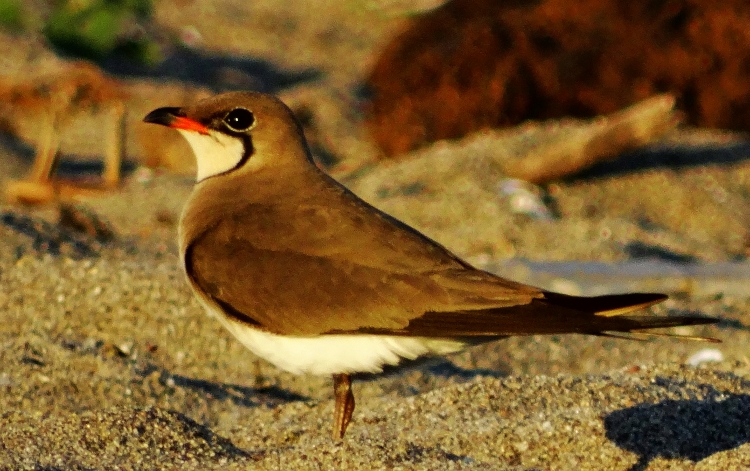 Collared Pratincole