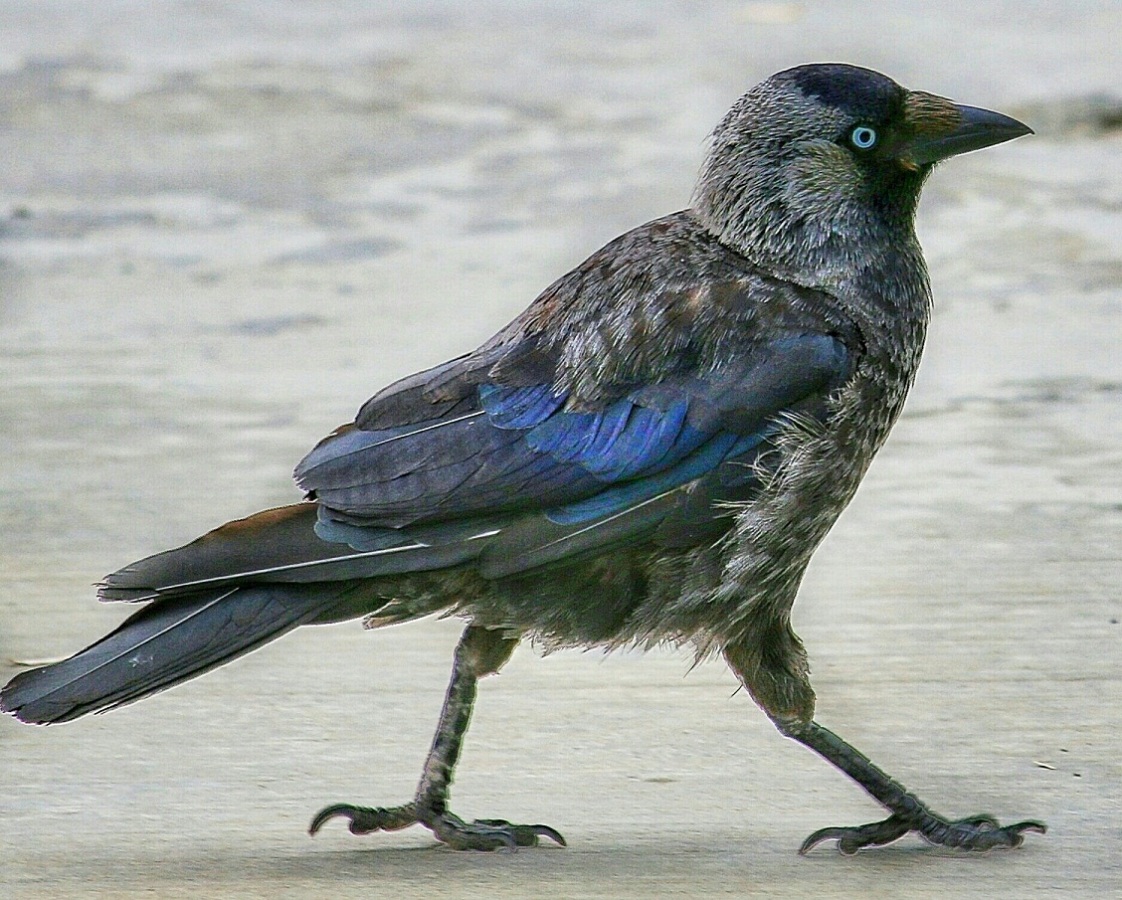 Western Jackdaw