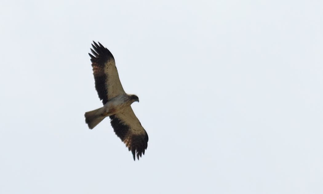Booted Eagle