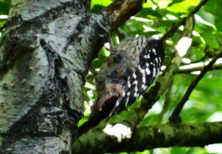 White-backed Woodpecker