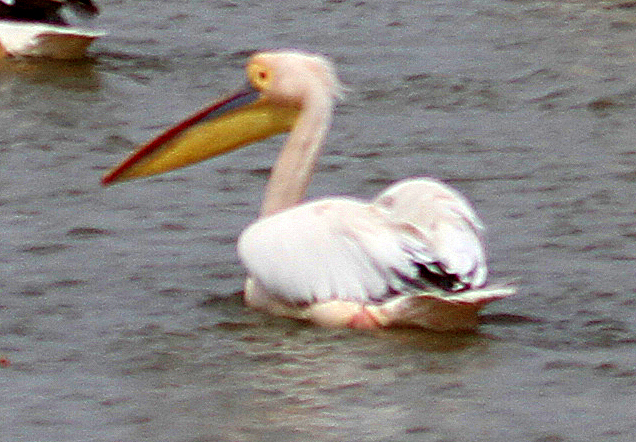 Ak Pelikan