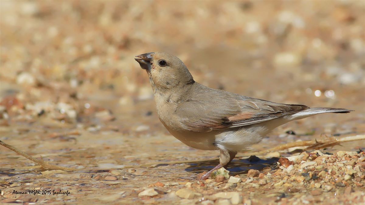 Desert Finch