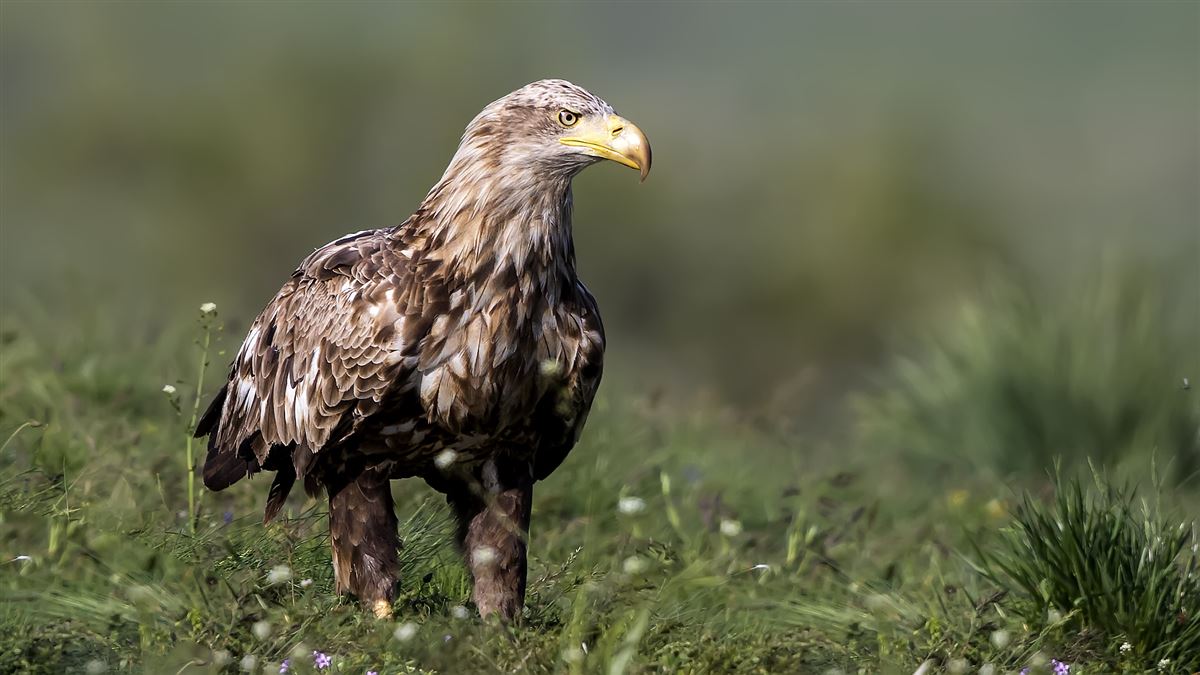 Akkuyruklu Kartal
