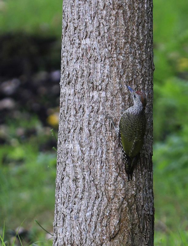 European Green Woodpecker