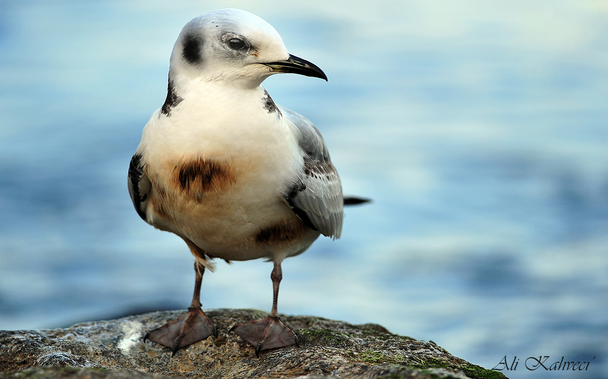 Black-legged Kittiwake