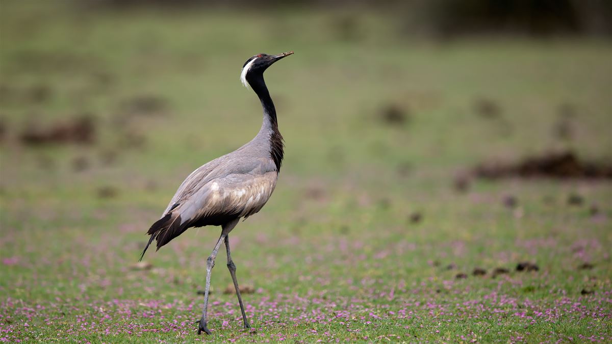 Demoiselle Crane