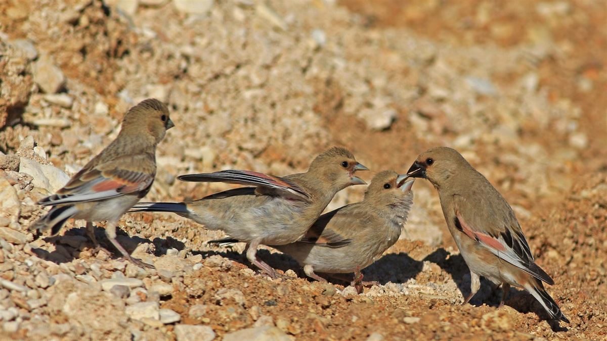 Desert Finch