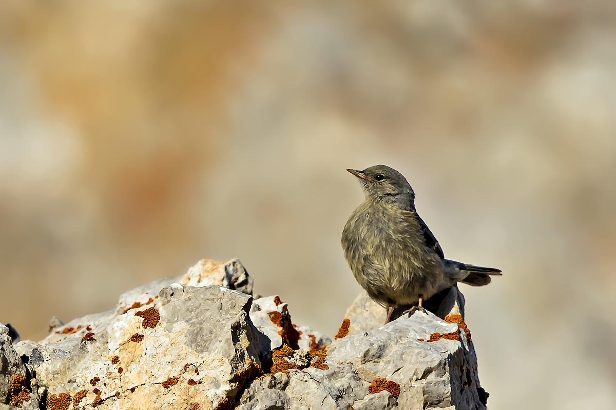 Alpine Accentor