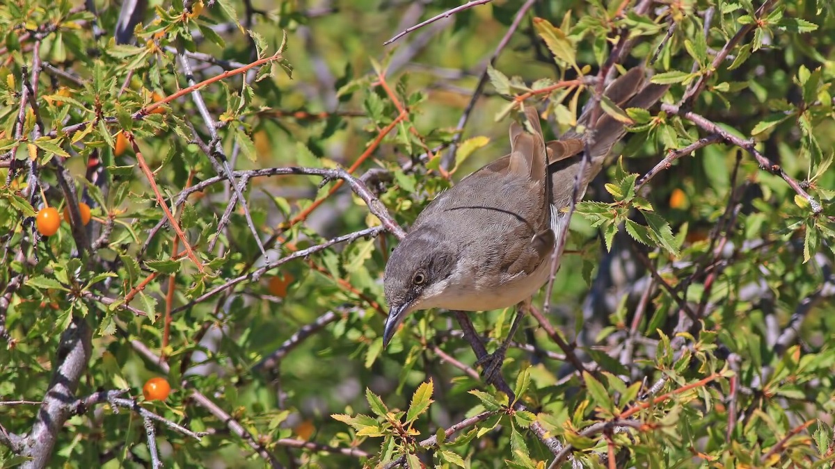 Eastern Orphean Warbler