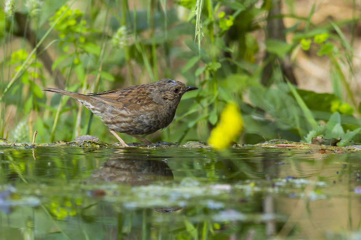 Dunnock