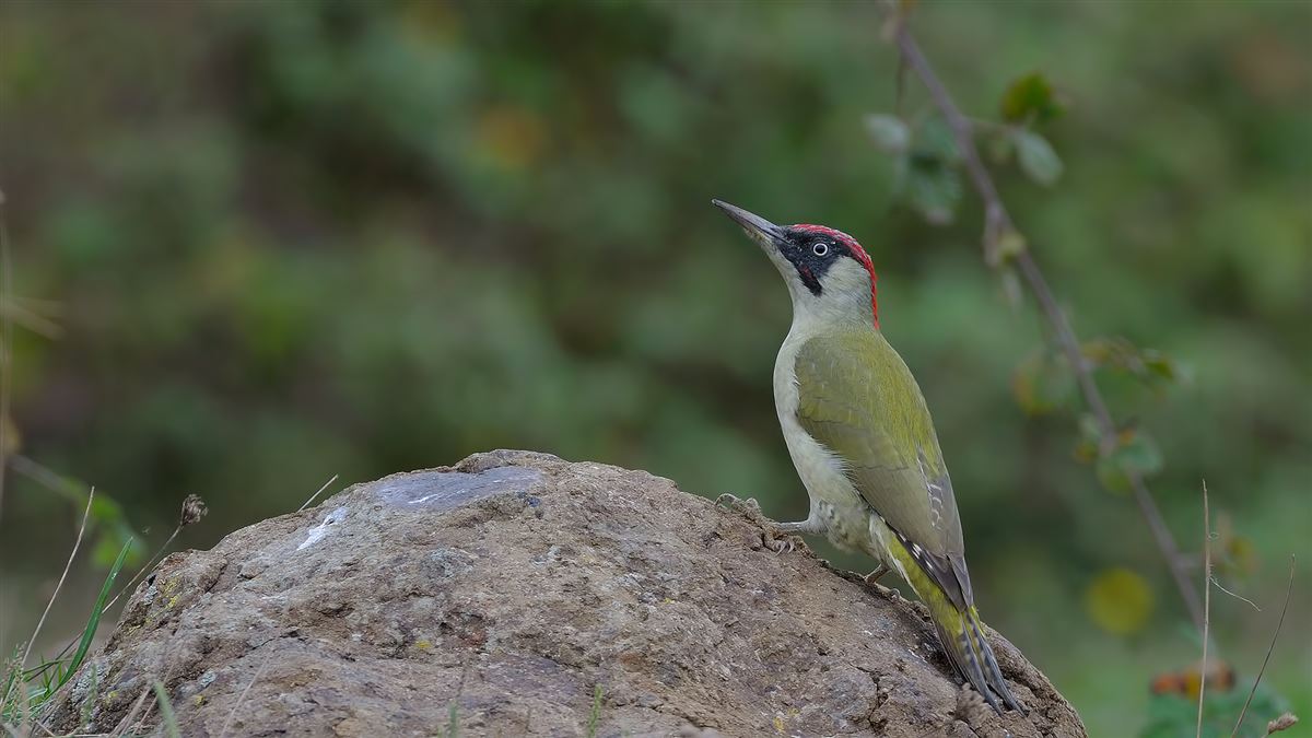 European Green Woodpecker