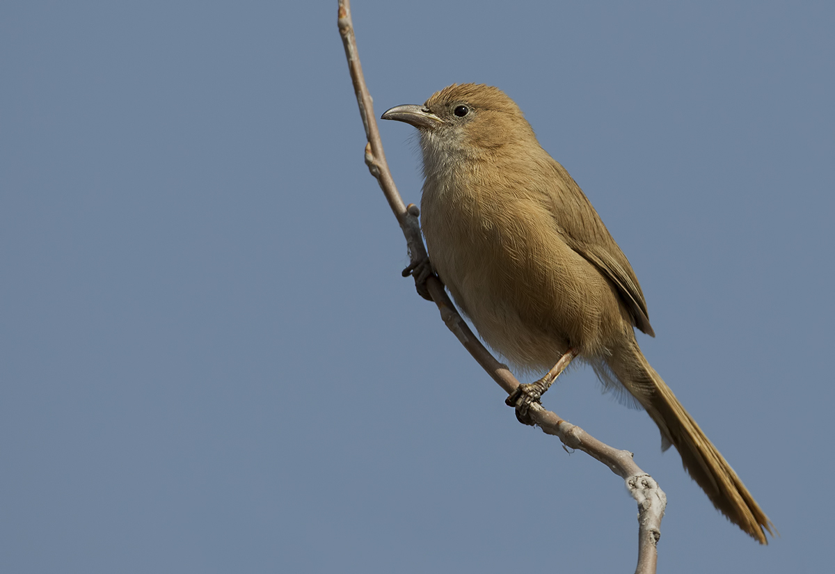 Iraq Babbler