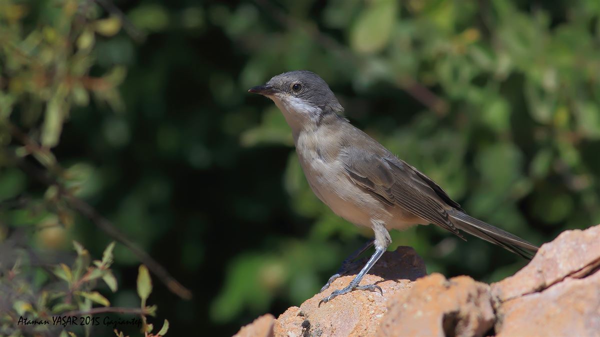 Eastern Orphean Warbler