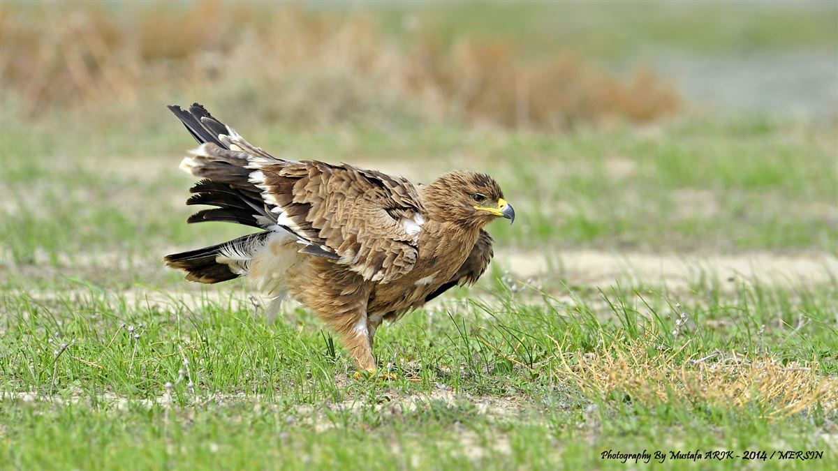 Steppe Eagle
