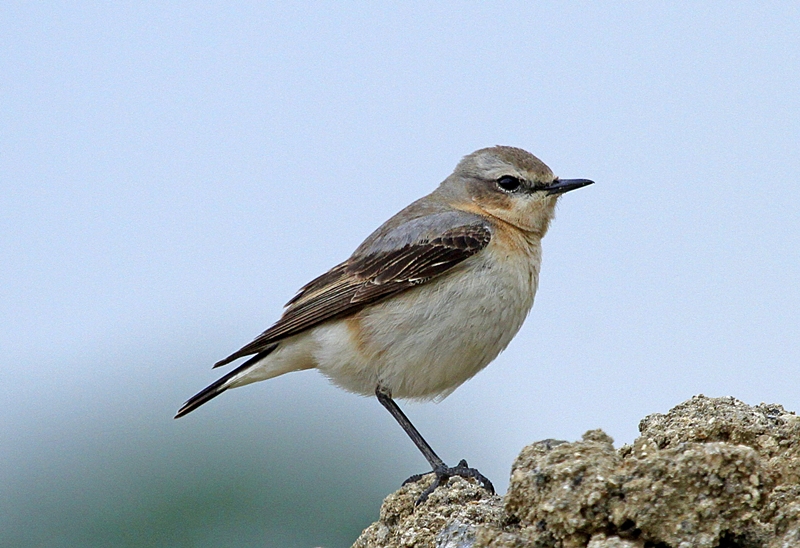 Kuyrukkakan