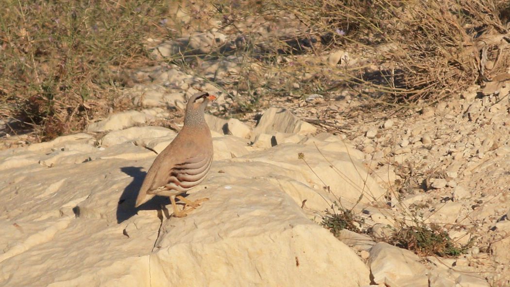 See-see Partridge
