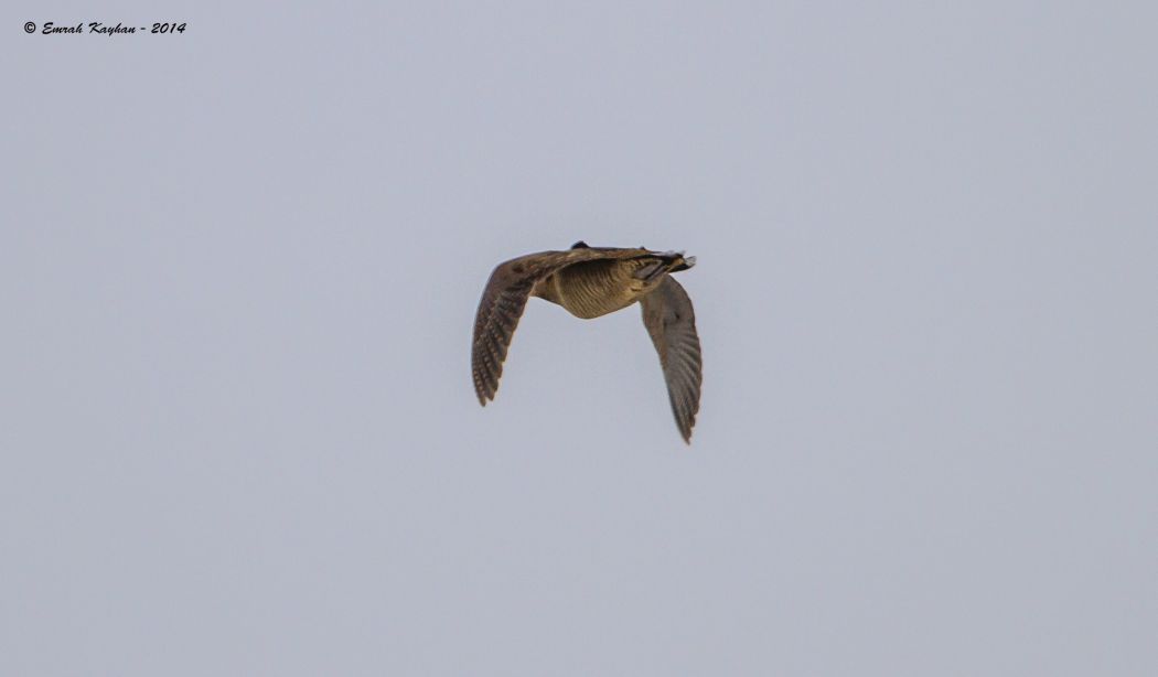 Eurasian Woodcock