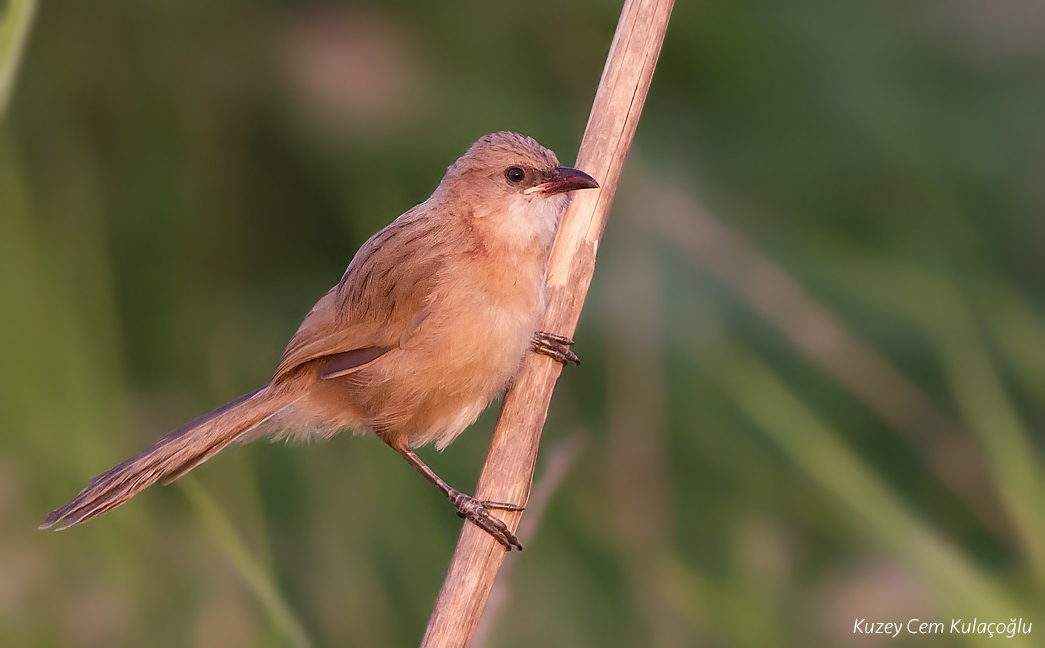 Iraq Babbler