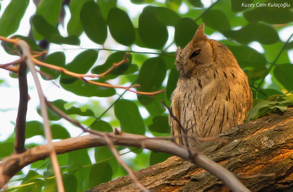 Pallid Scops Owl