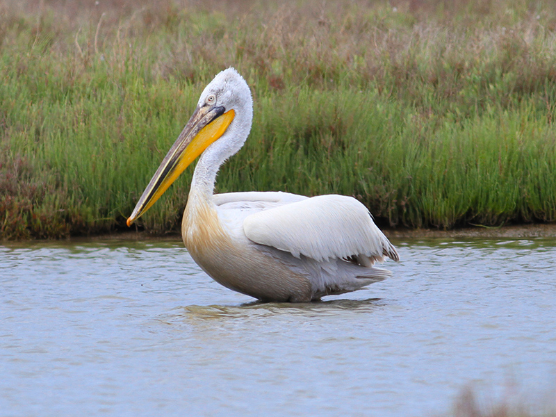 Tepeli Pelikan