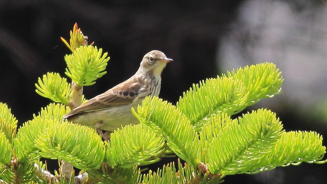 Ağaç İncirkuşu