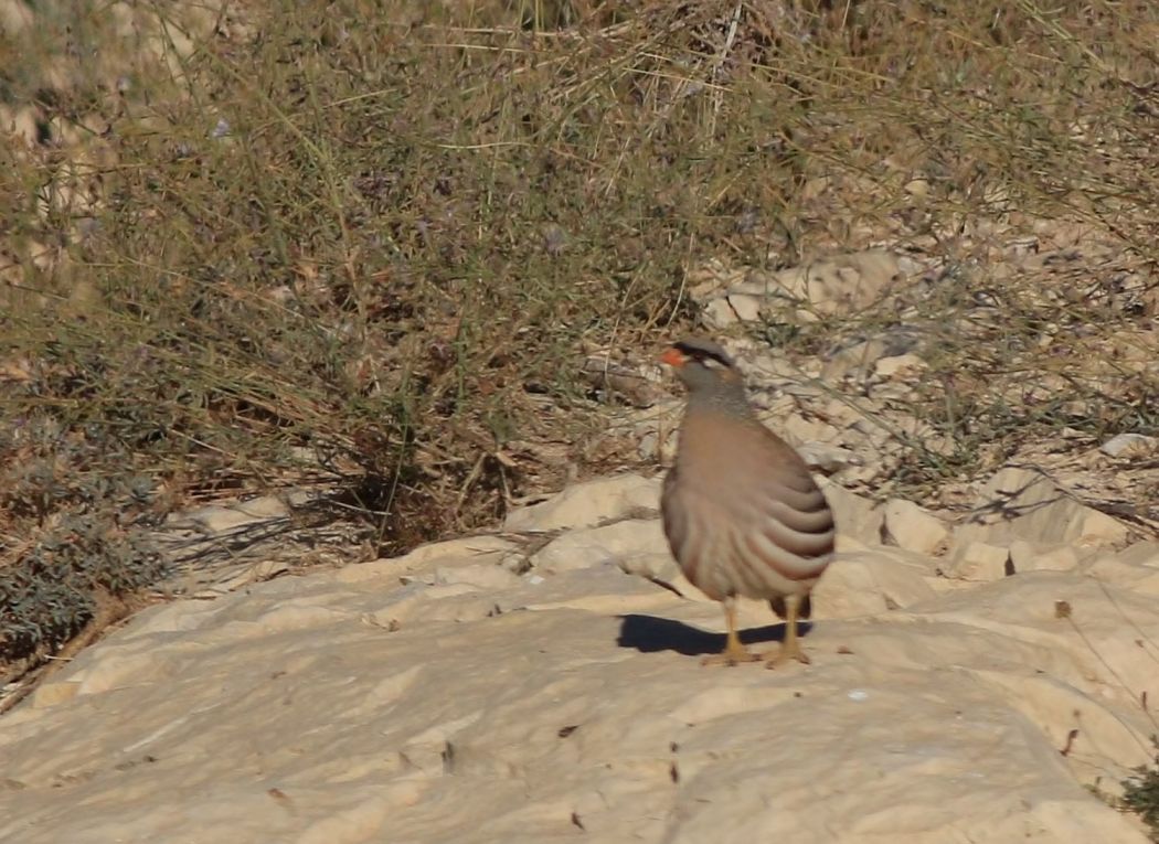 See-see Partridge