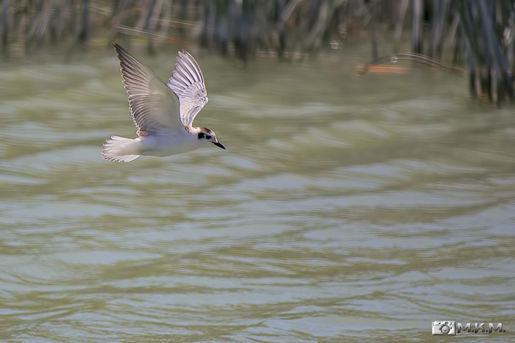 Little Gull
