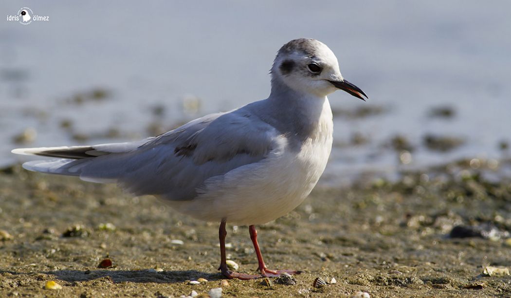 Little Gull
