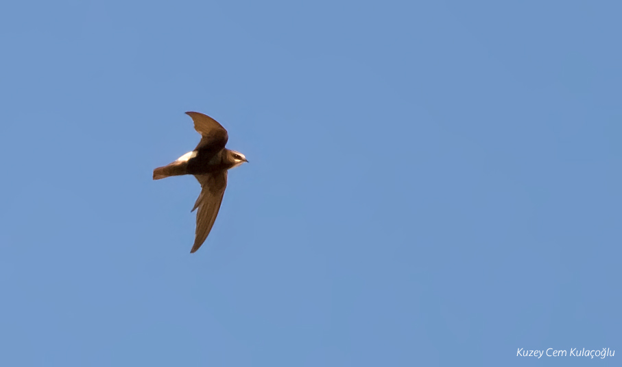 Little Swift