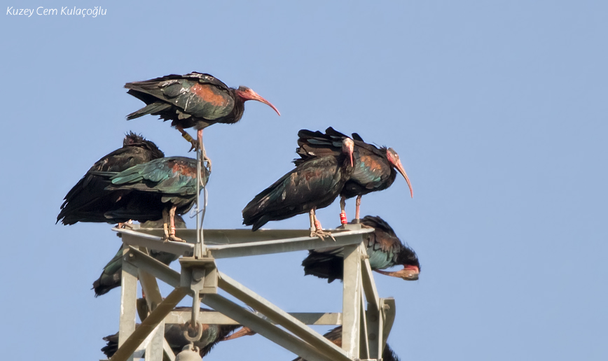 Northern Bald Ibis