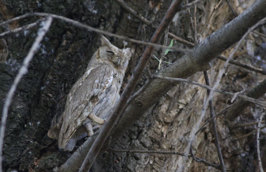 Pallid Scops Owl
