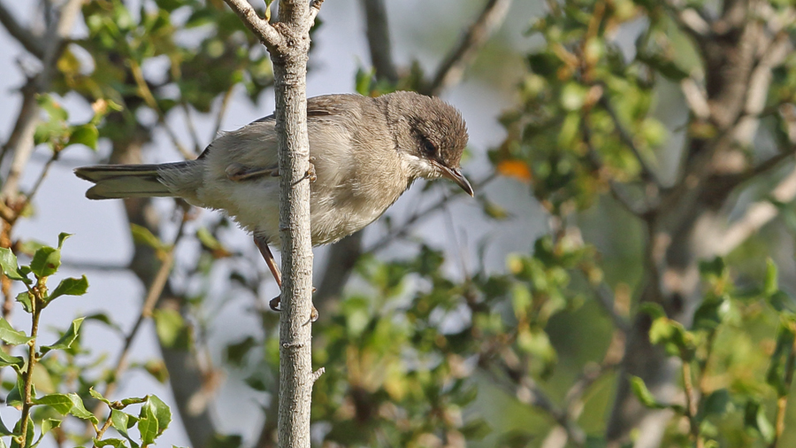 Eastern Orphean Warbler