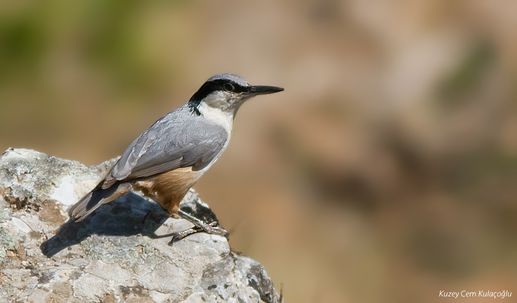 Eastern Rock Nuthatch