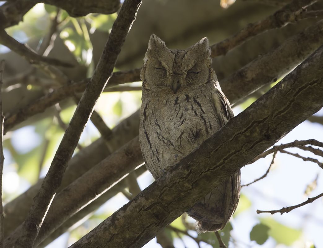 Pallid Scops Owl
