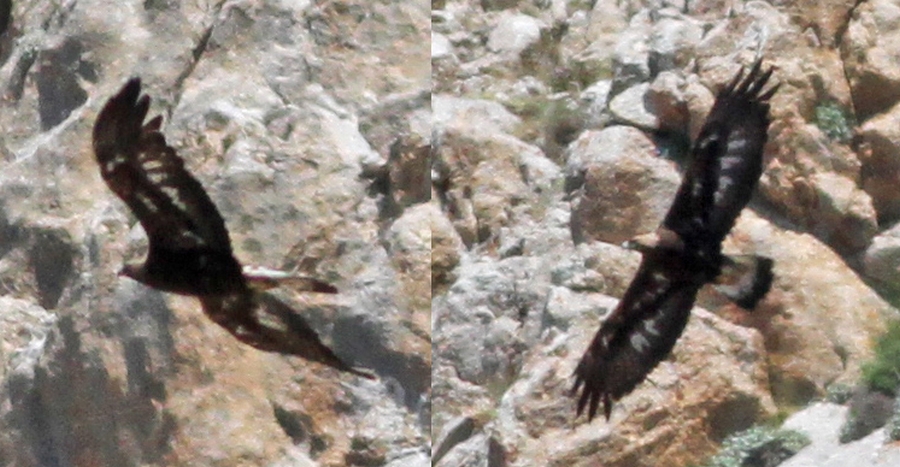 Kaya Kartalı