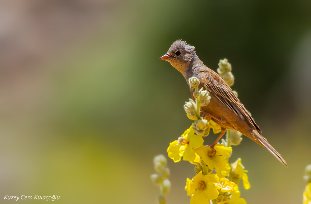 Cretzschmar`s Bunting