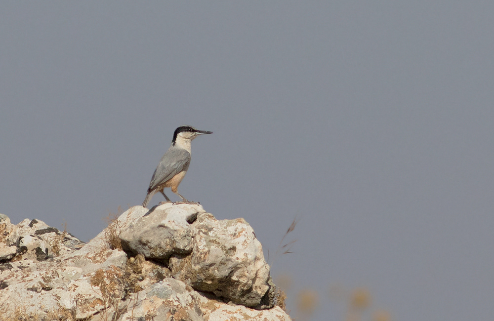 Eastern Rock Nuthatch