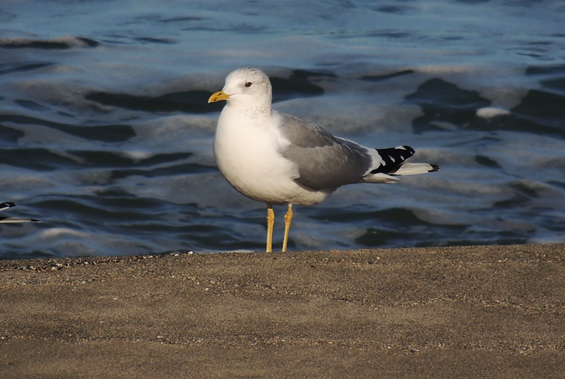 Common Gull