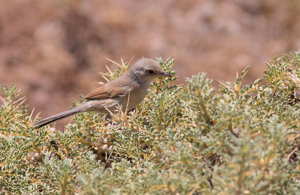 Spectacled Warbler