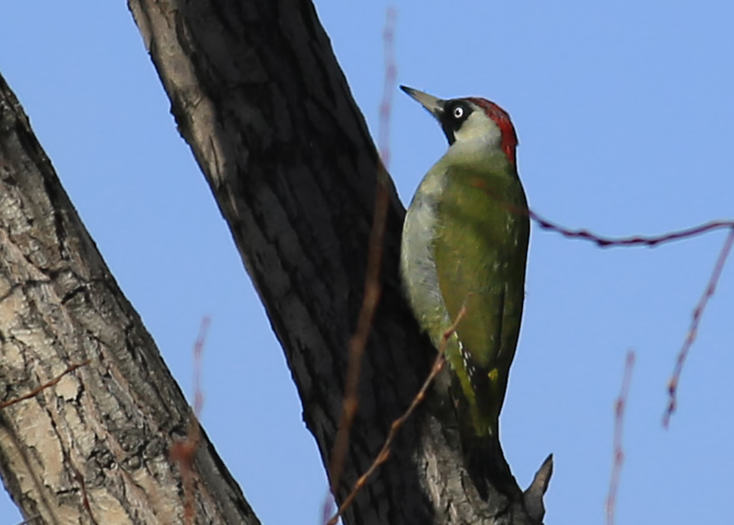 European Green Woodpecker