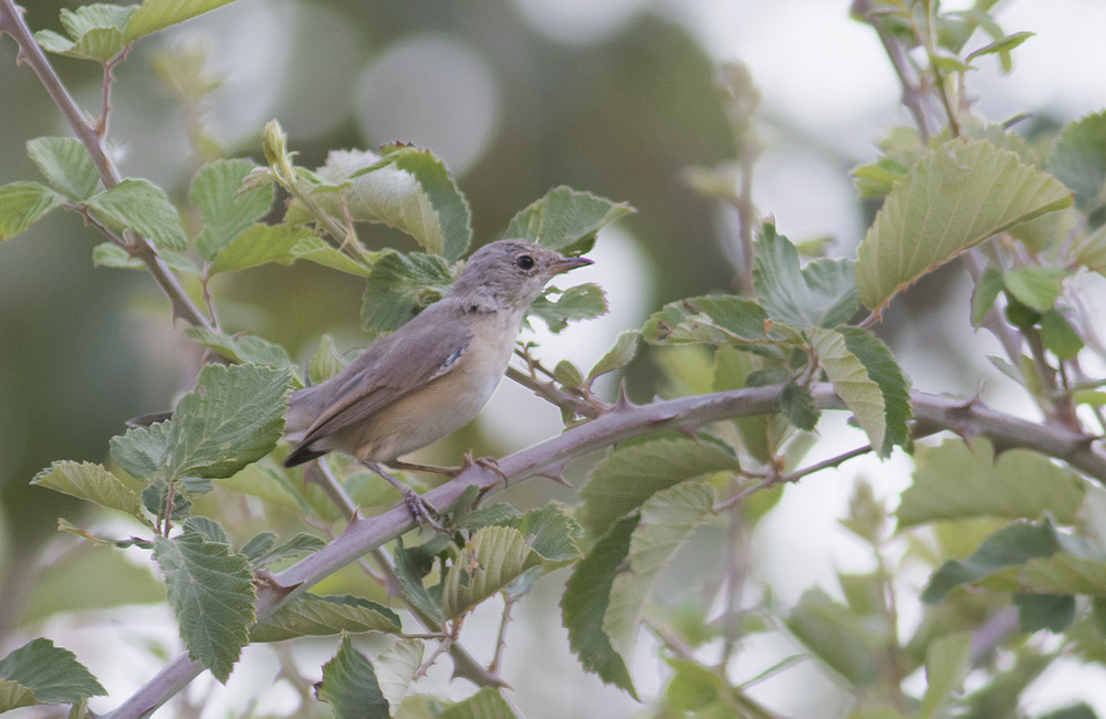 Menetries`s Warbler